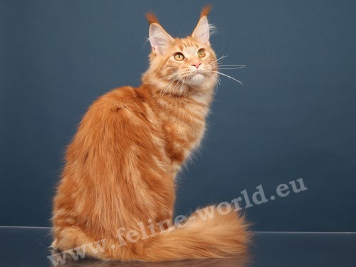 maine_coon_23 (Race)